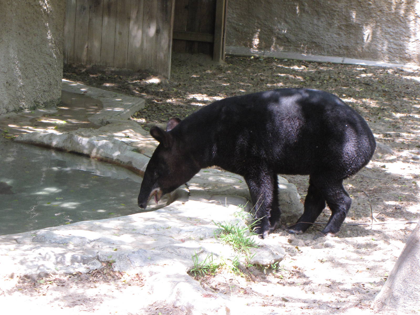 Mountain Tapir