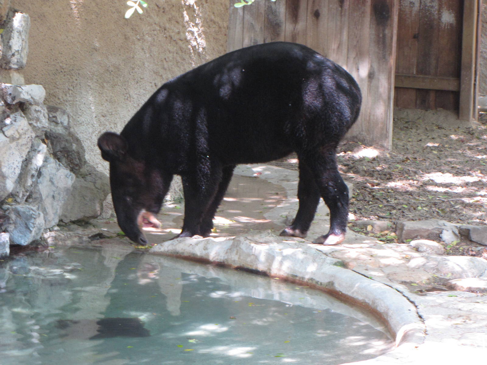 Mountain Tapir