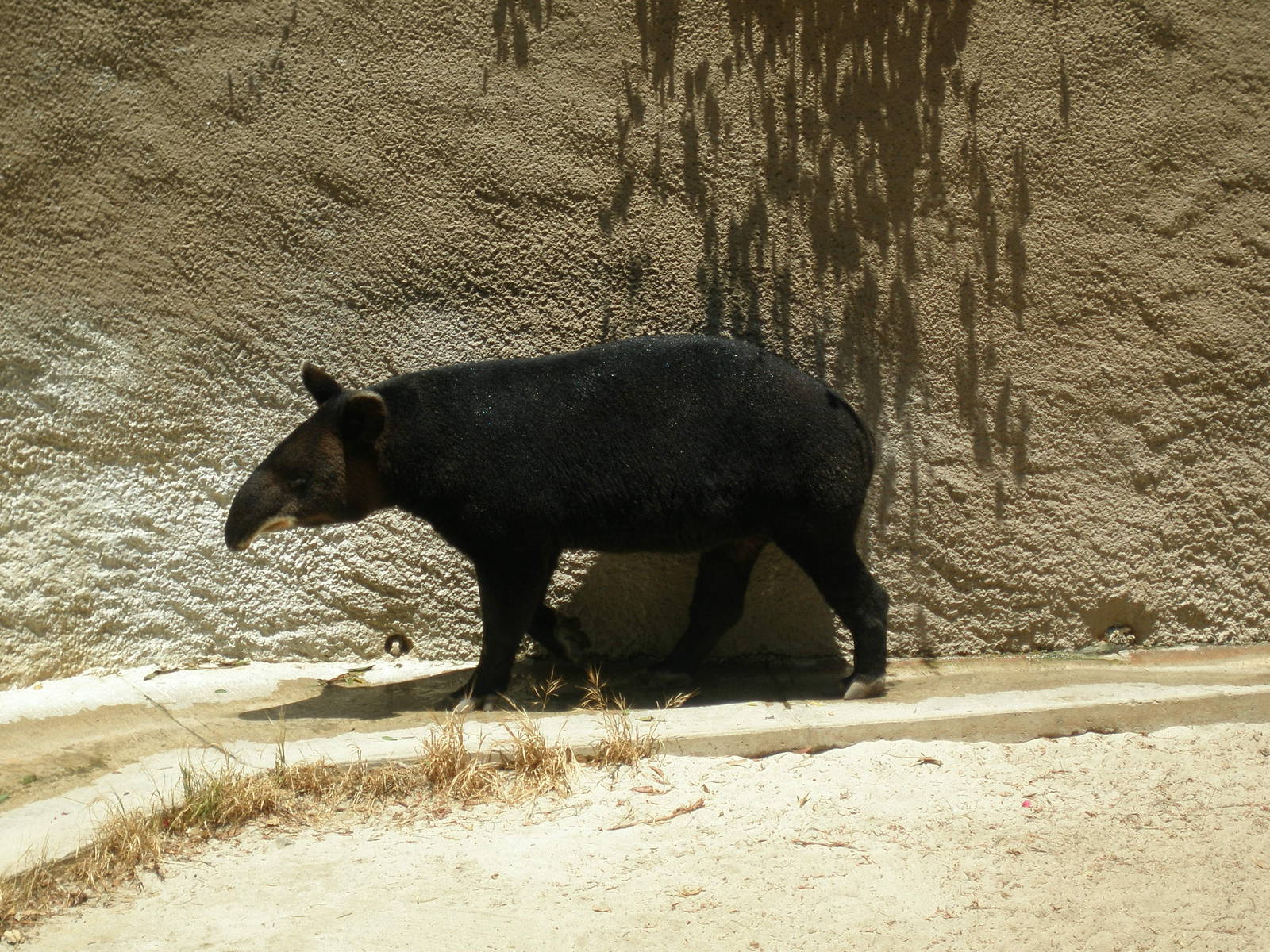 mountain tapir