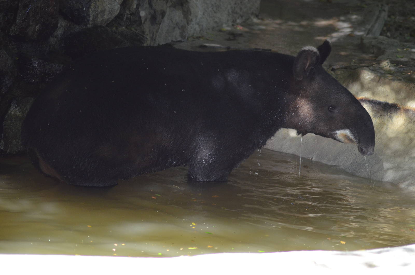Mountain Tapir