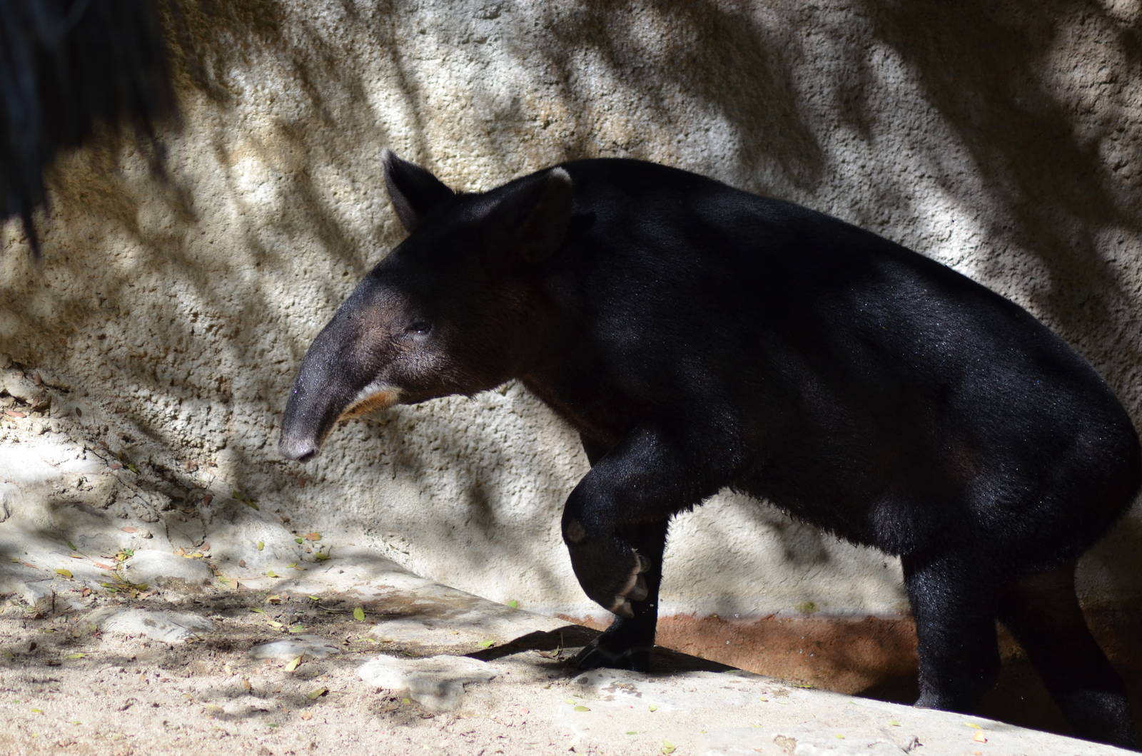 Mountain Tapir
