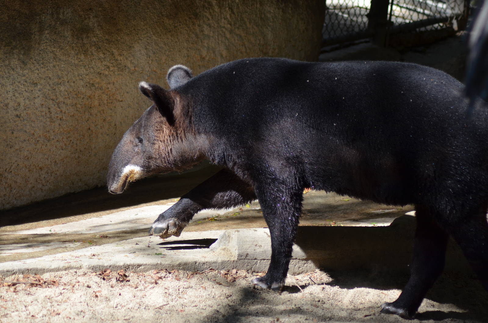 Mountain Tapir