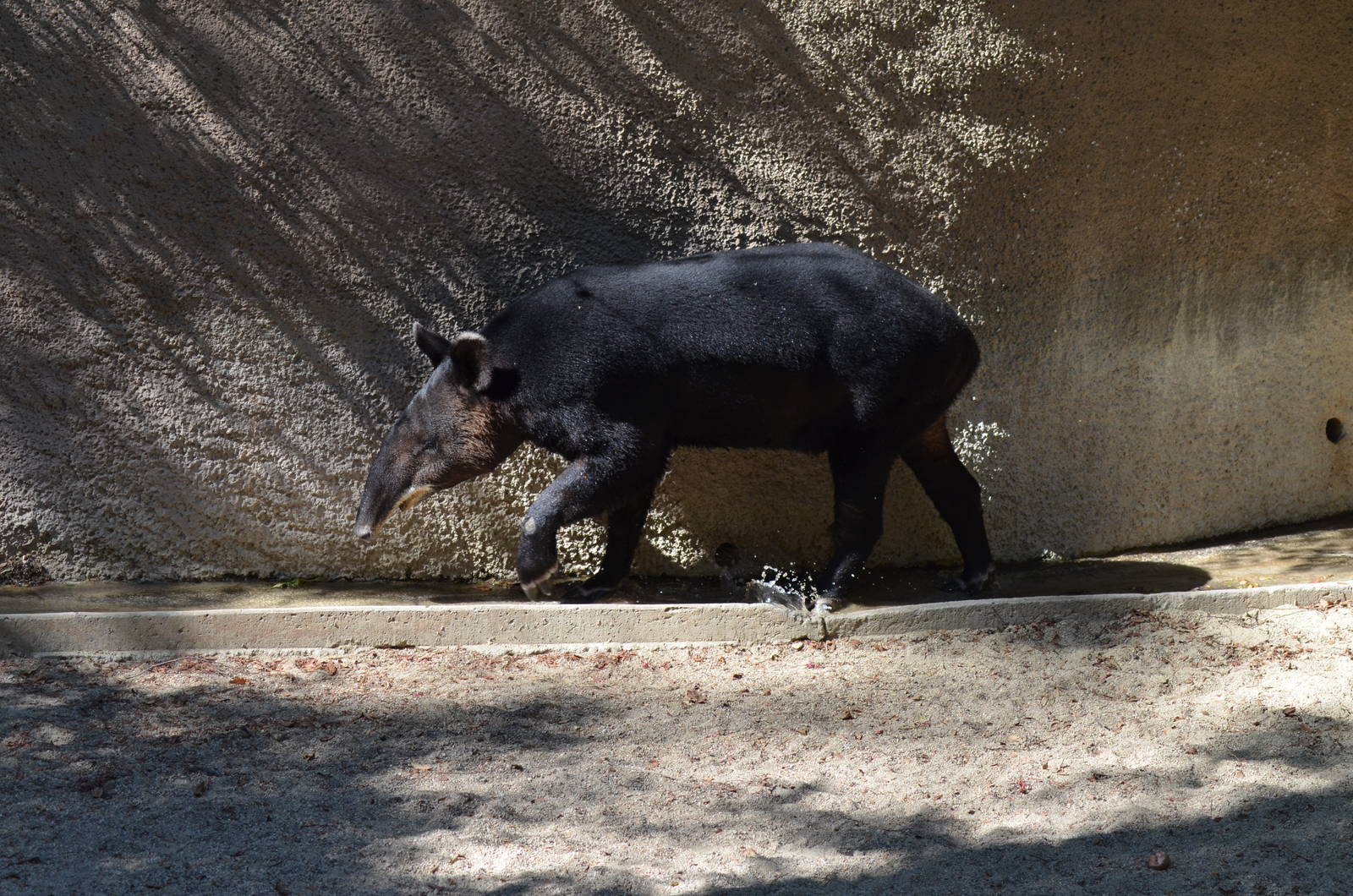 Mountain Tapir