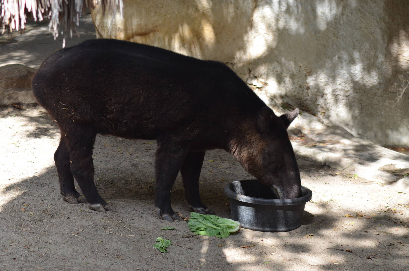 Mountain Tapir