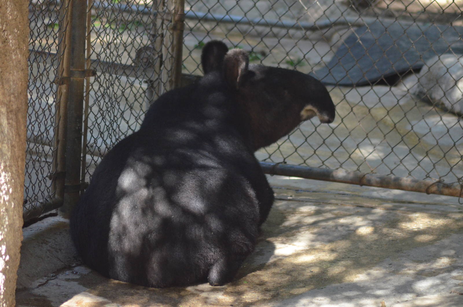 Mountain Tapir