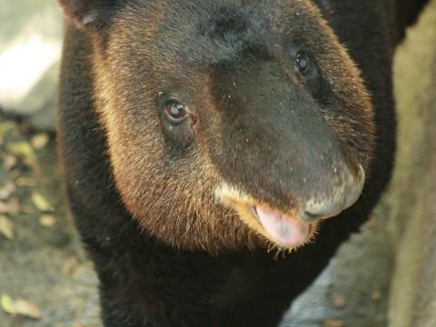 Mountain Tapir