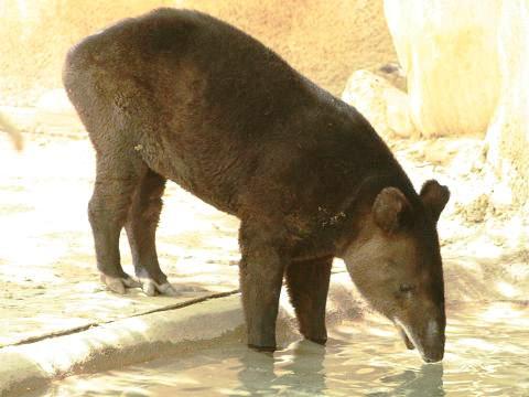 Mountain Tapir