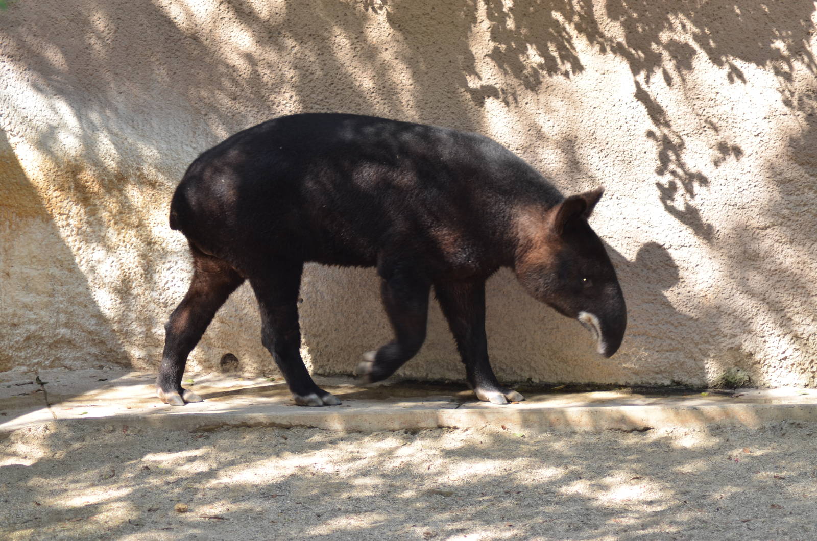 Mountain Tapir