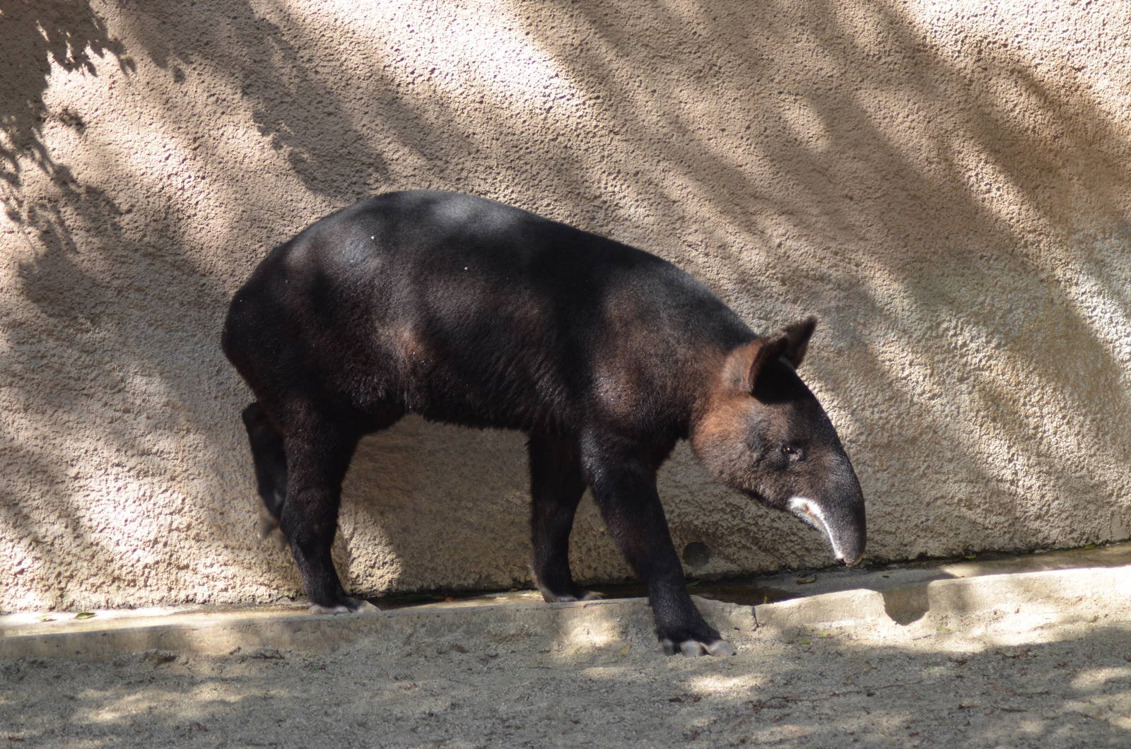 Mountain Tapir