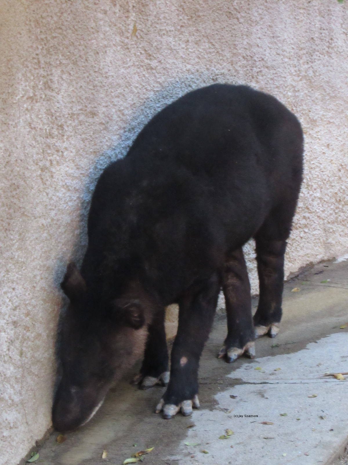 Mountain Tapir