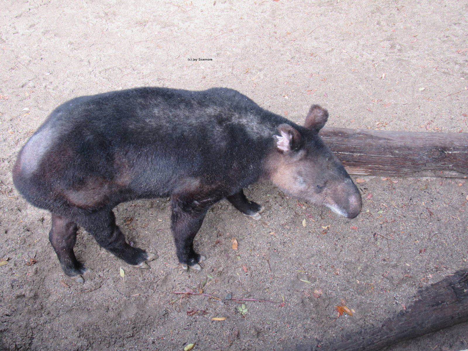 Mountain Tapir