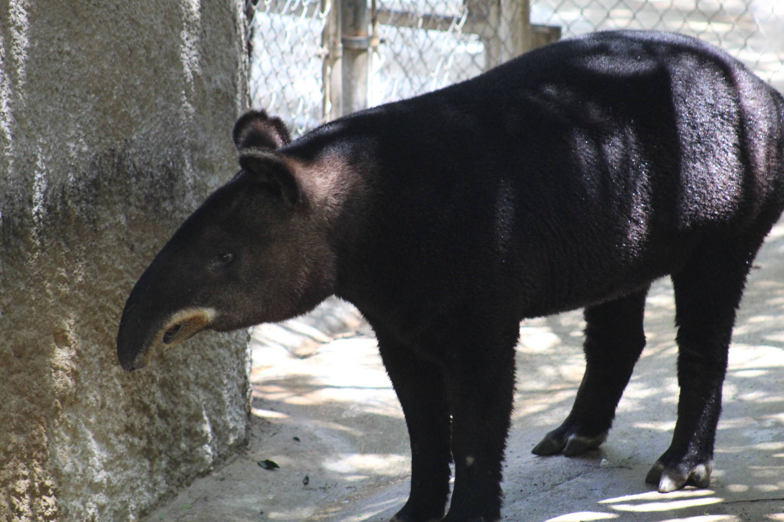 Mountain Tapir