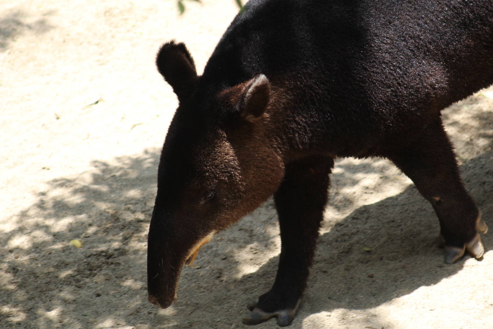 Mountain Tapir