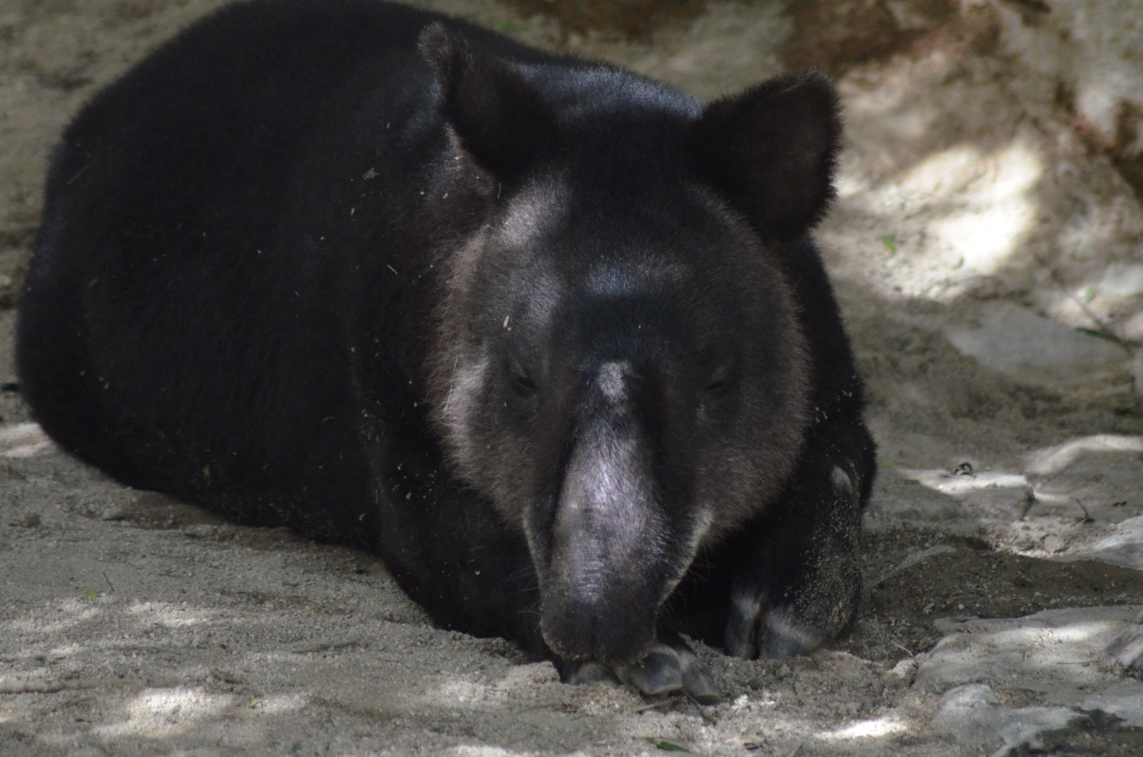 Mountain Tapir