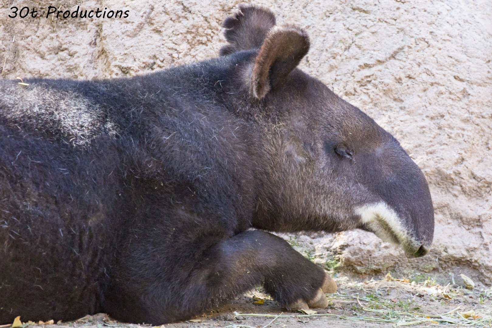 Mountain Tapir