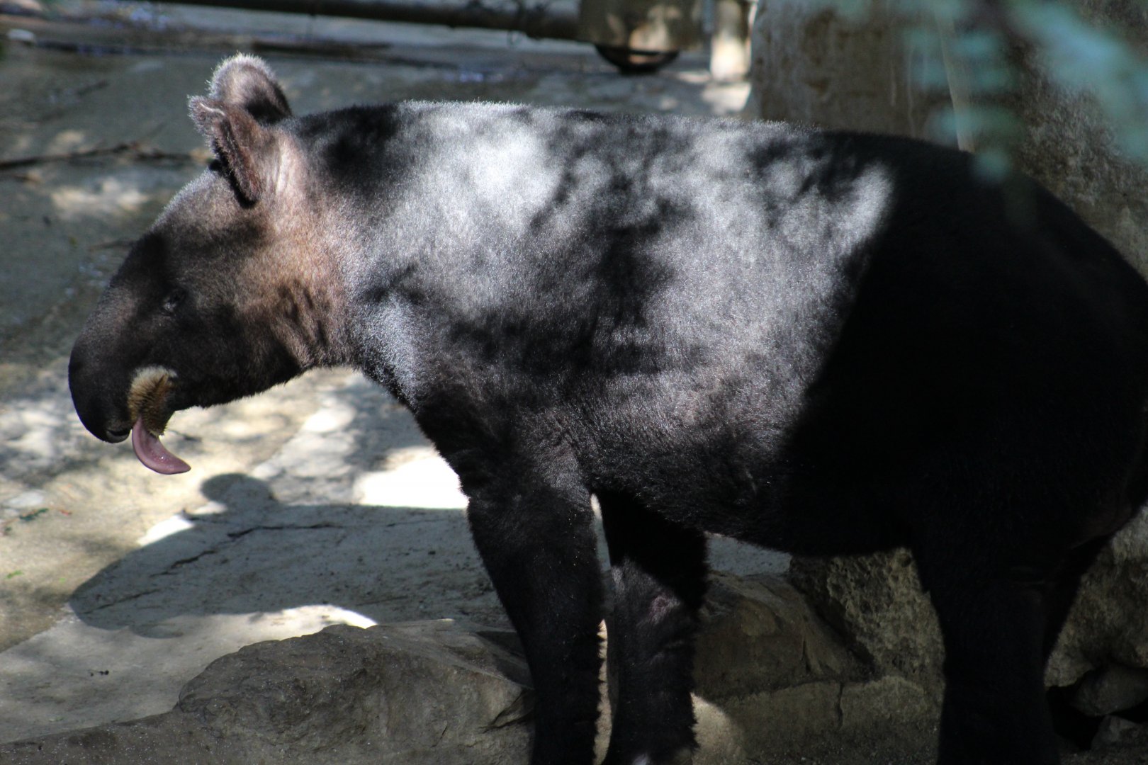Mountain Tapir