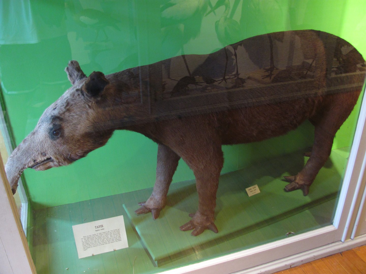 Mountain Tapir