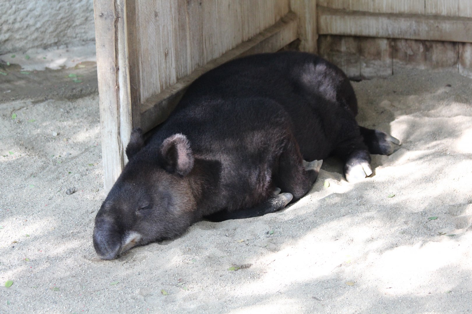 Mountain Tapir