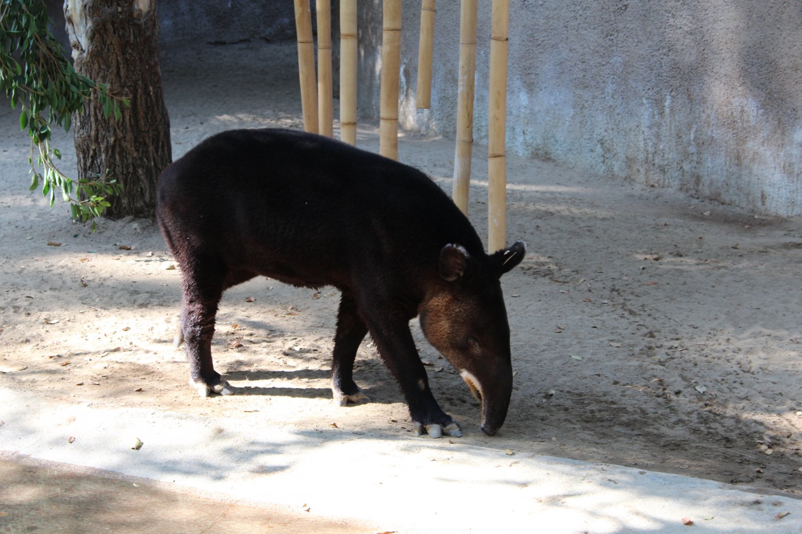 Mountain Tapir