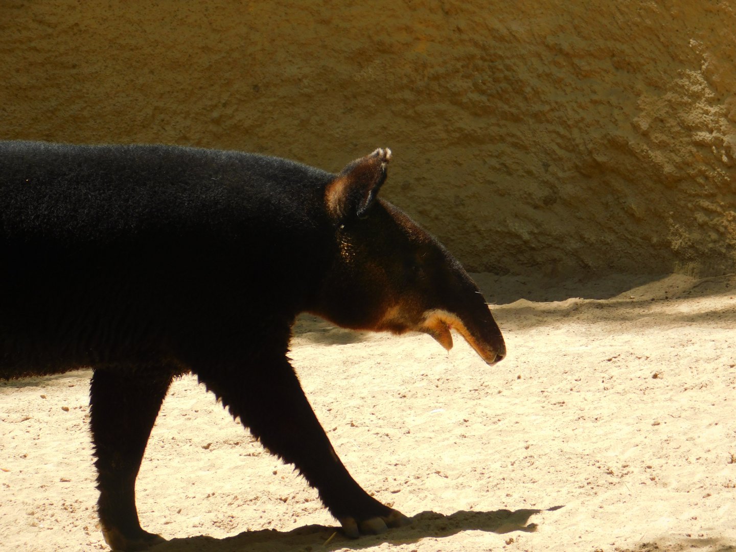 Mountain Tapir