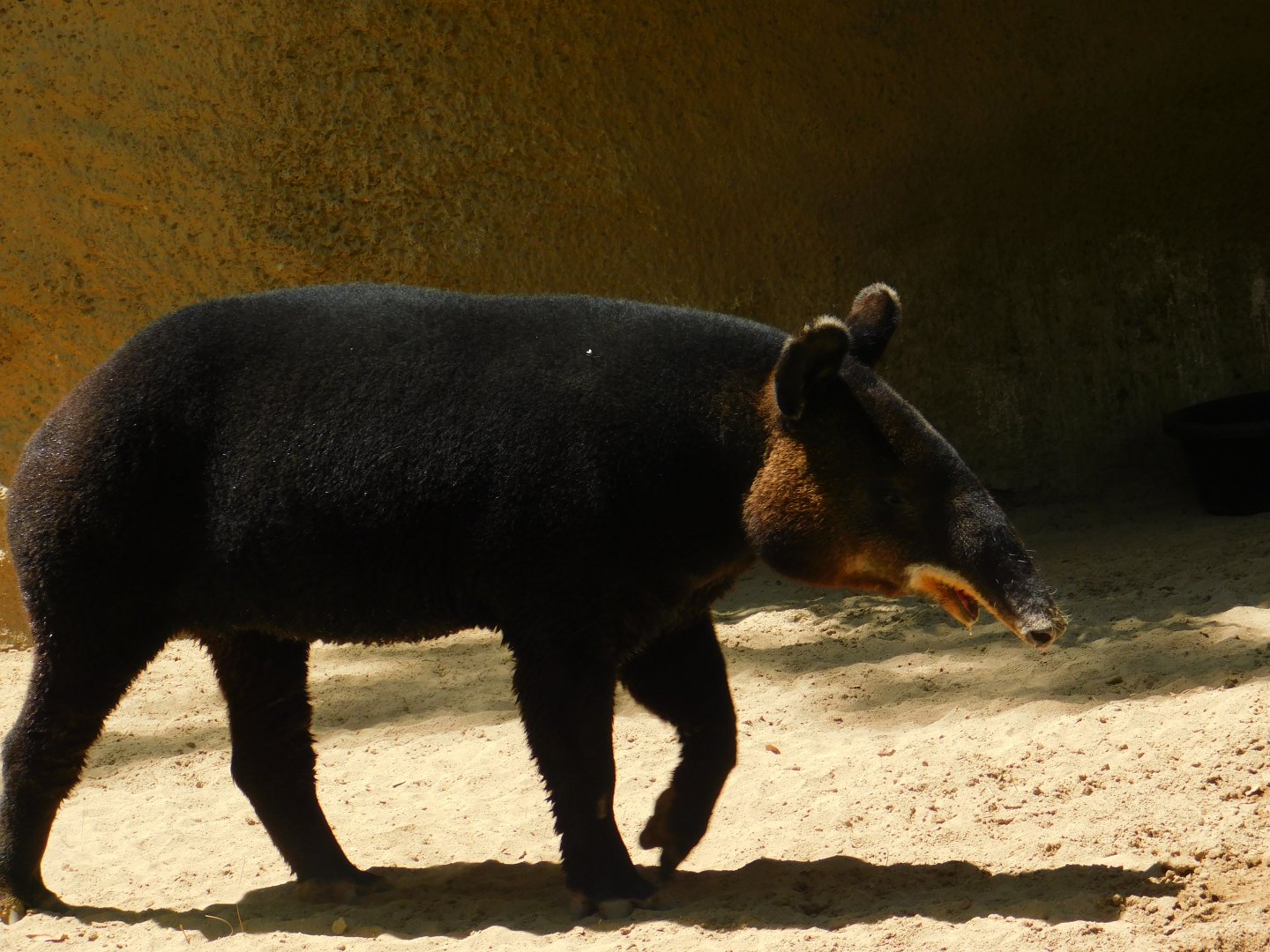 Mountain Tapir
