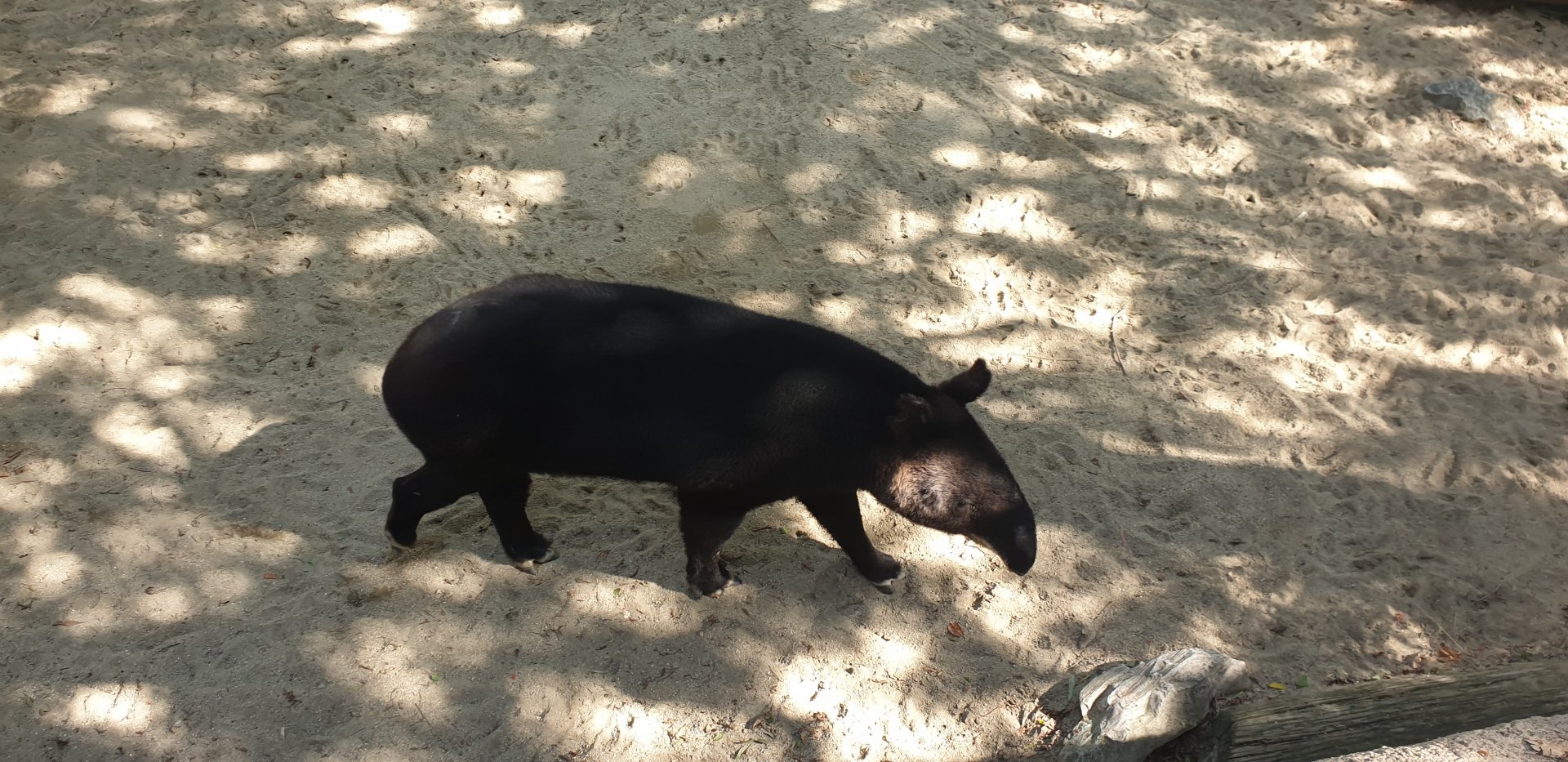 Mountain Tapir