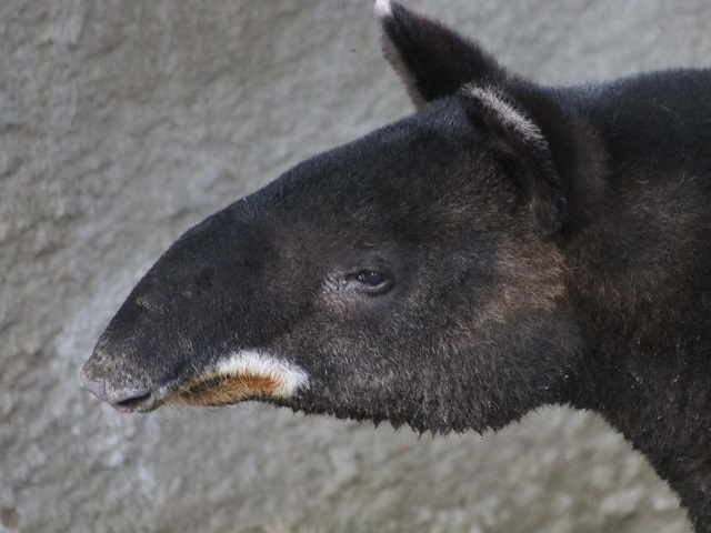Mountain Tapir
