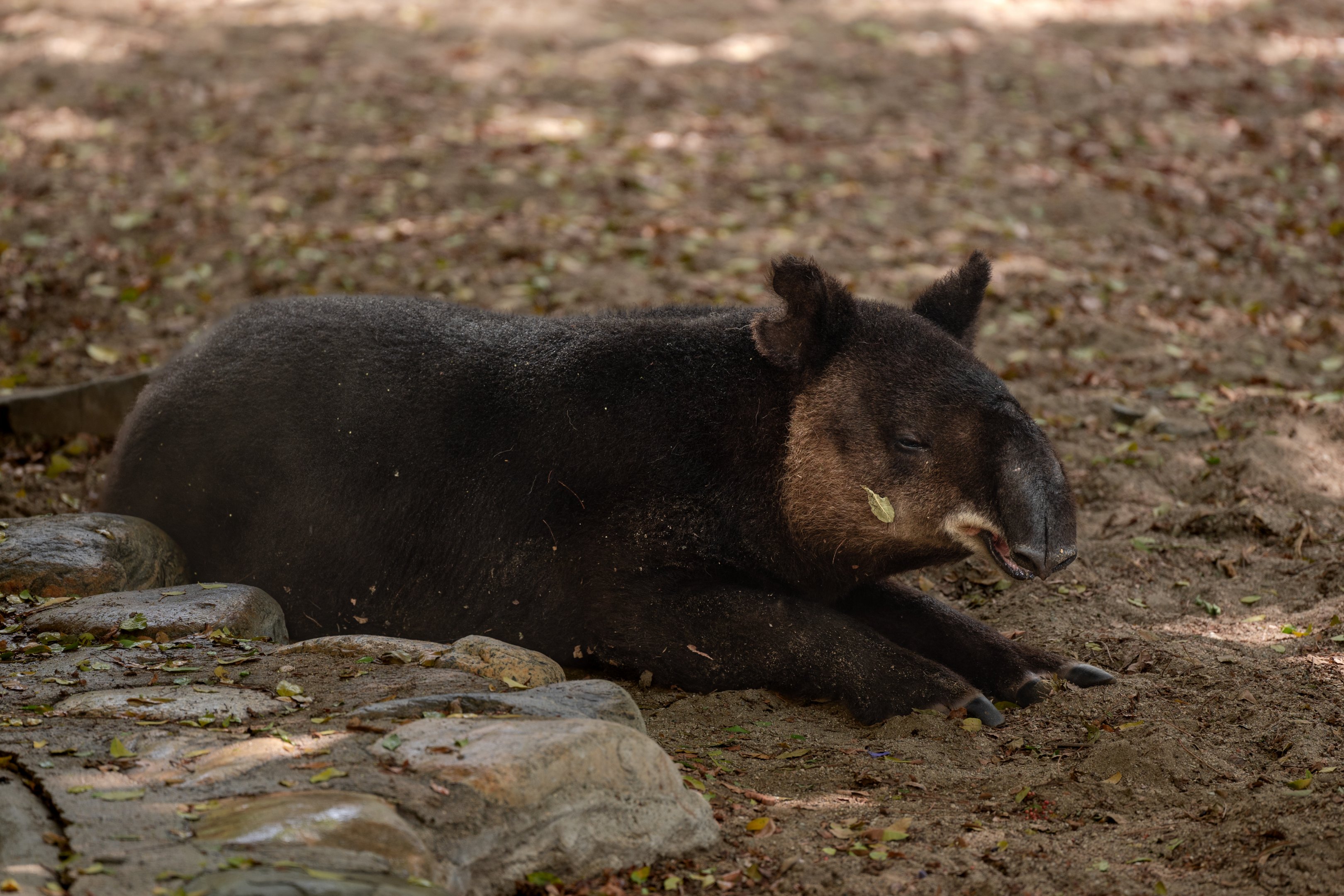Mountain Tapir
