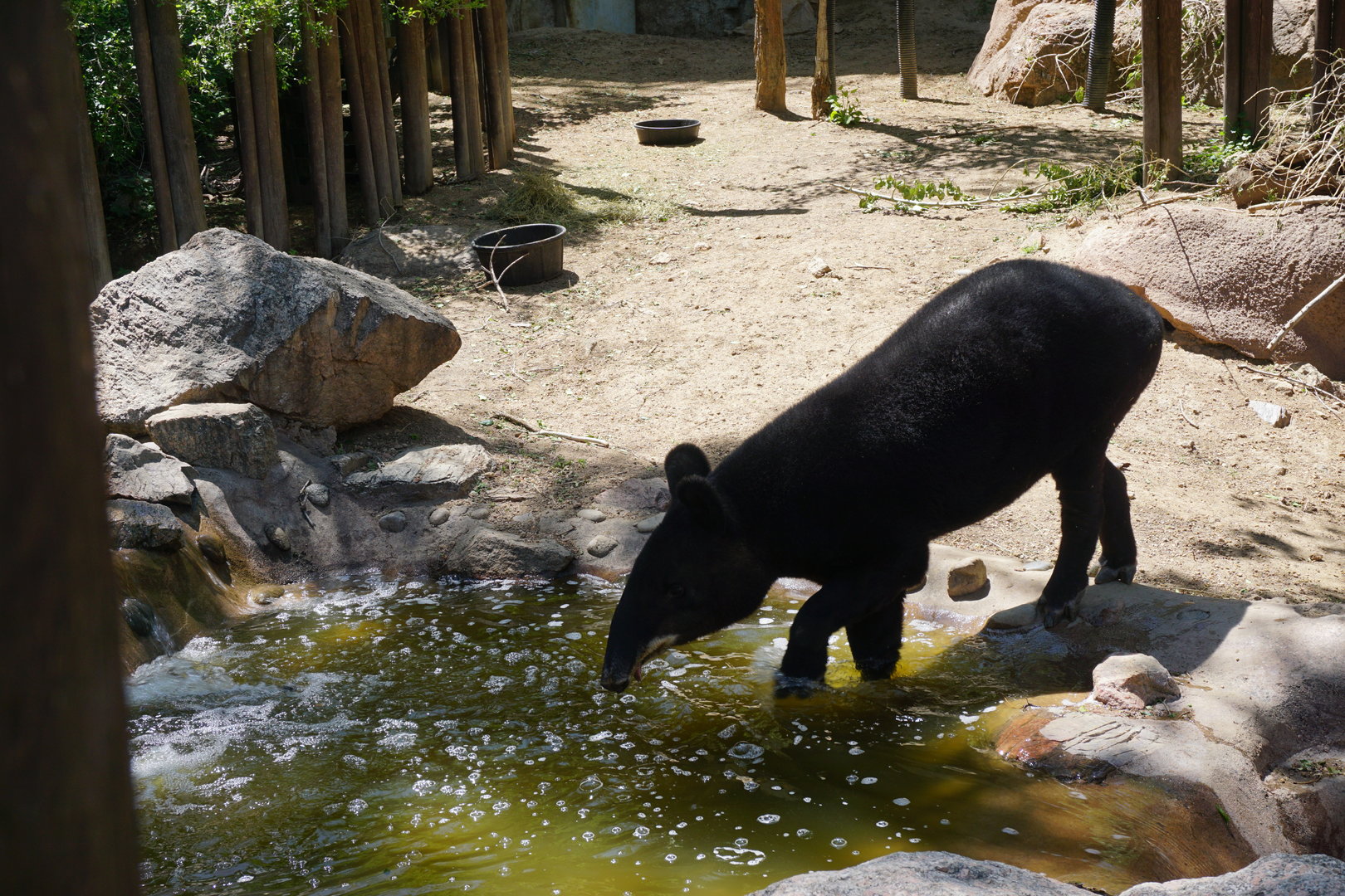 Mountain Tapir