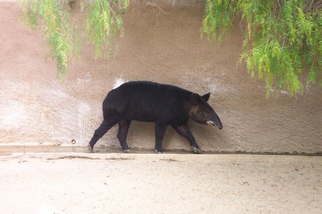 Mountain Tapir