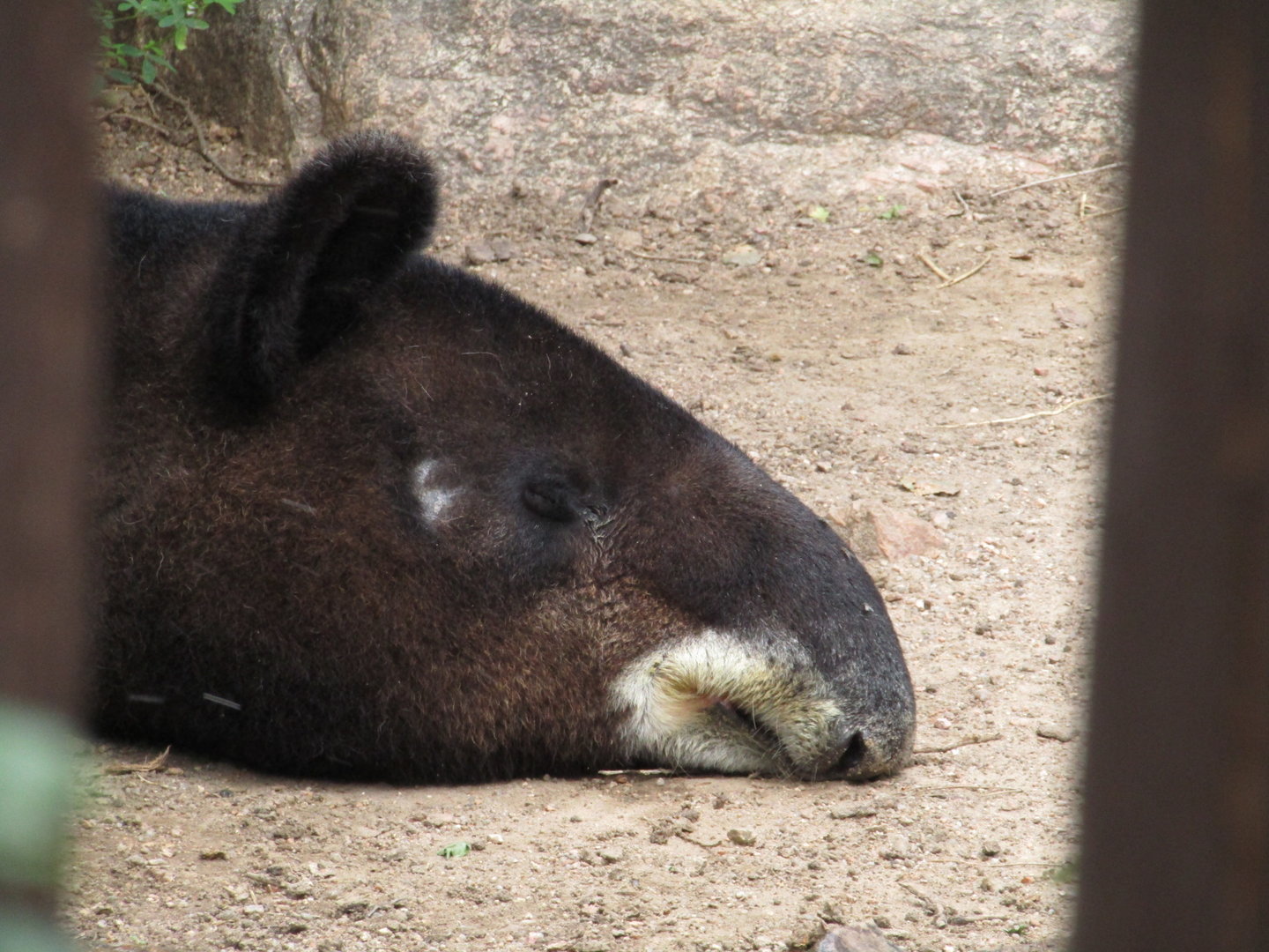 Mountain Tapir