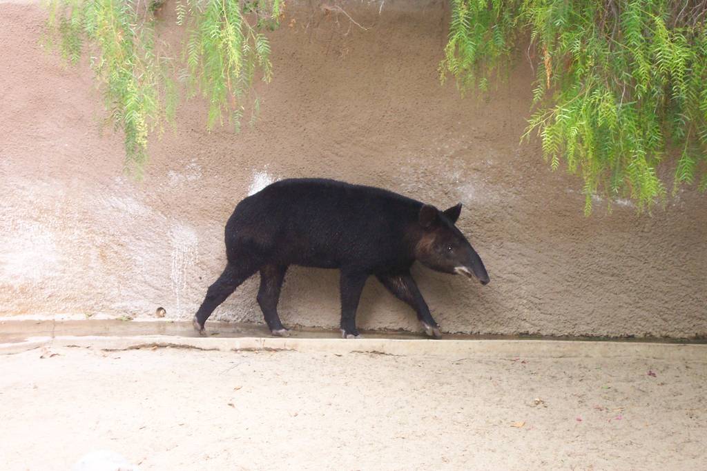 Mountain Tapir