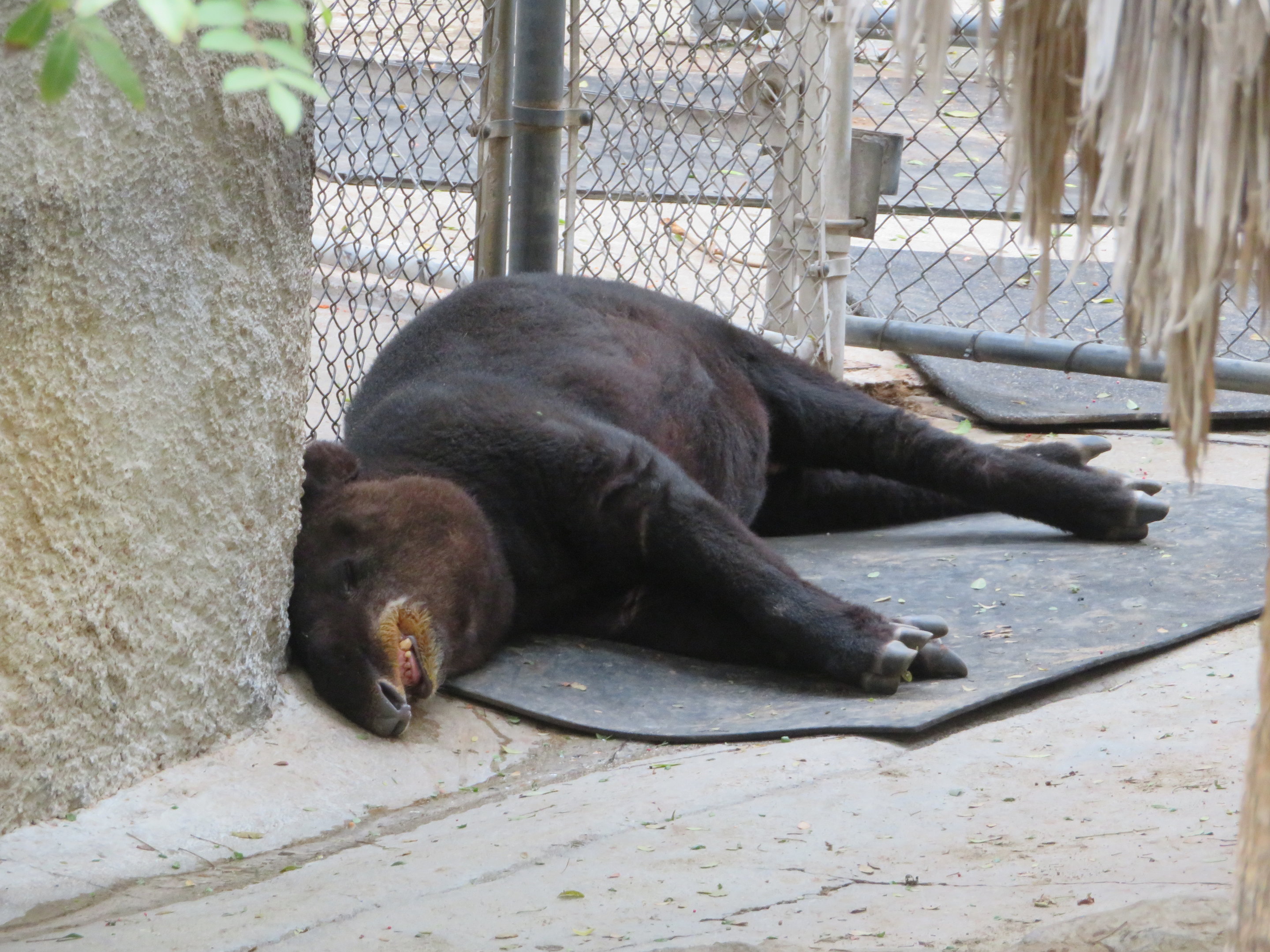 Mountain Tapir