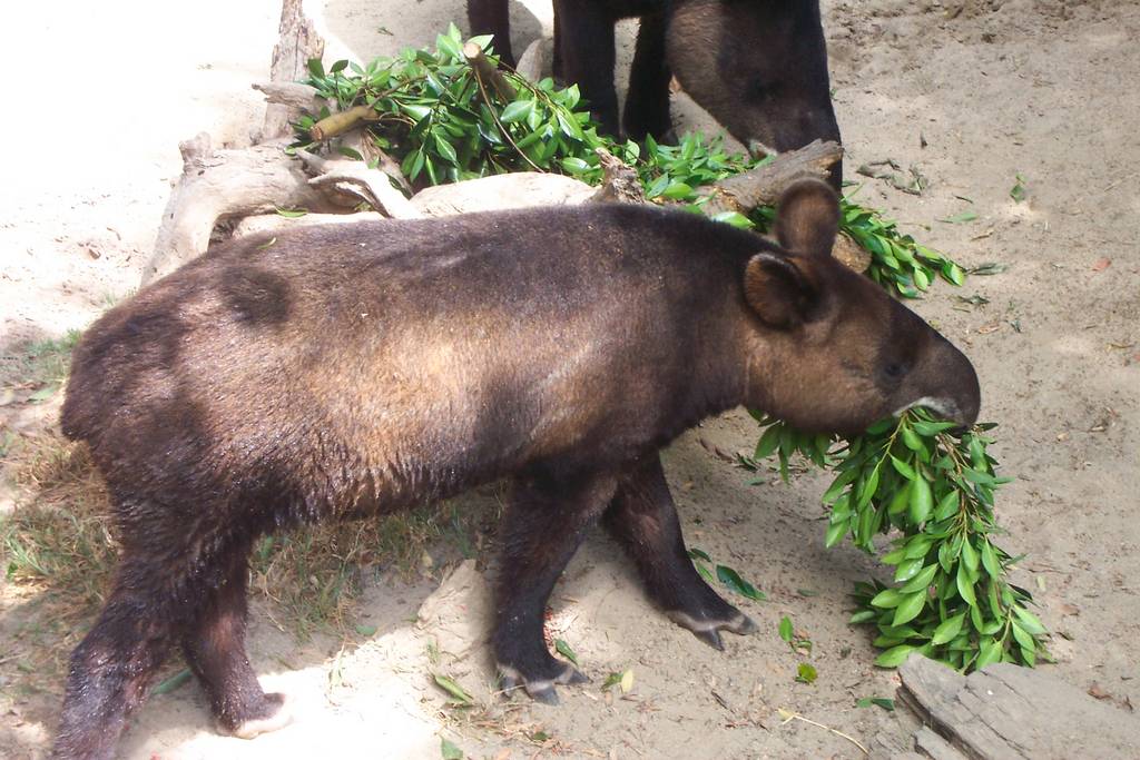 Mountain Tapir