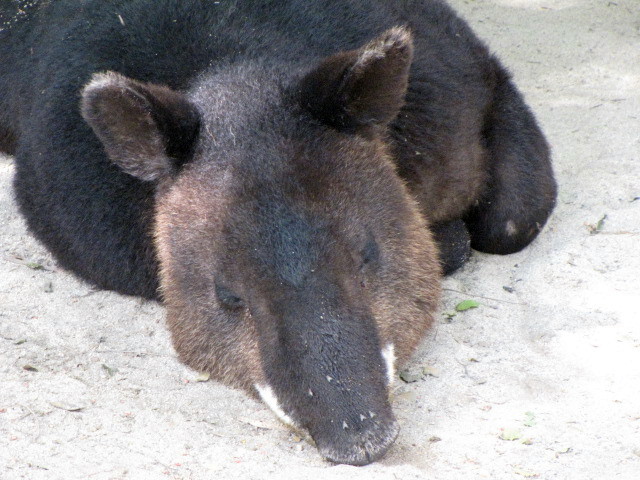 Mountain Tapir