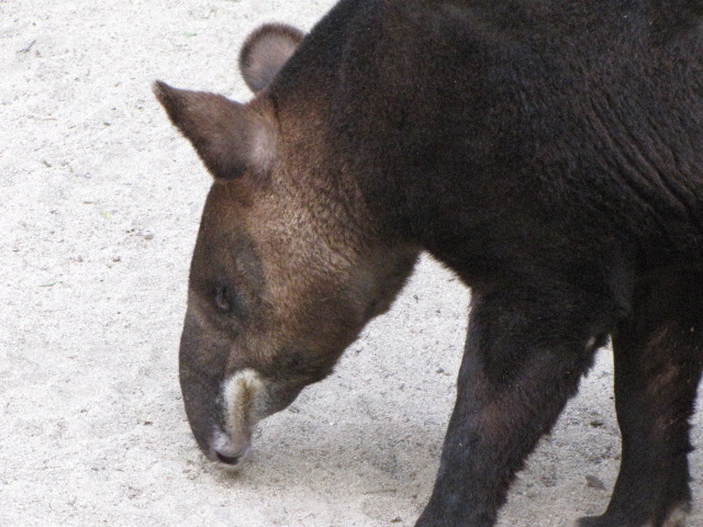 Mountain Tapir