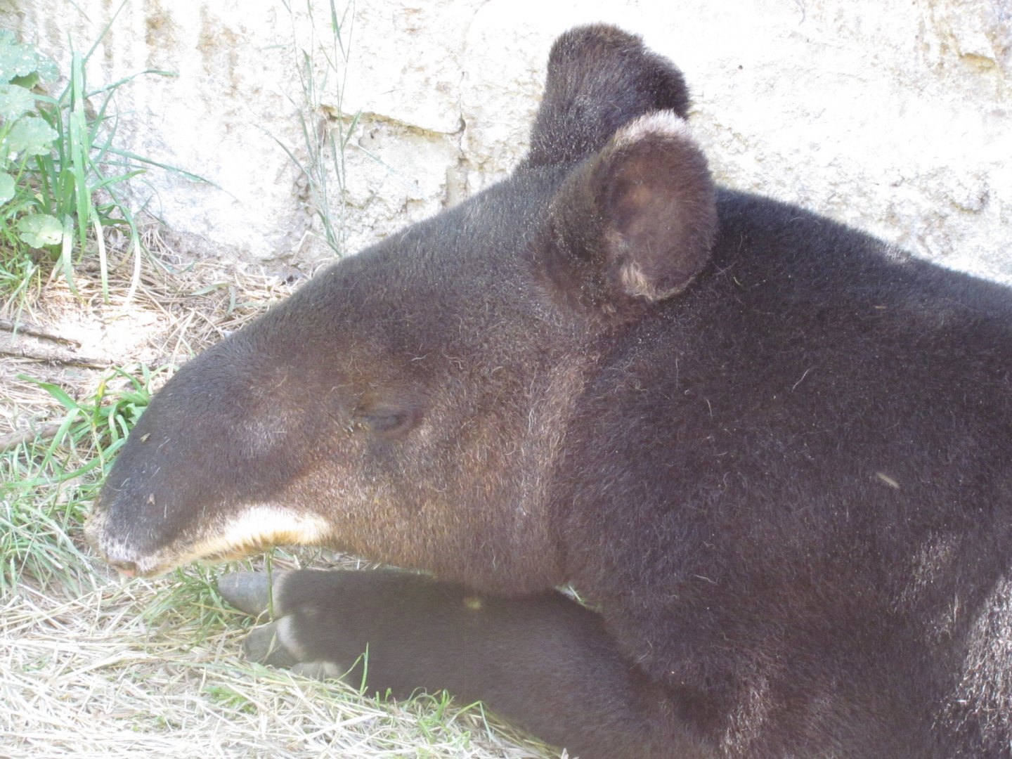 Mountain Tapir