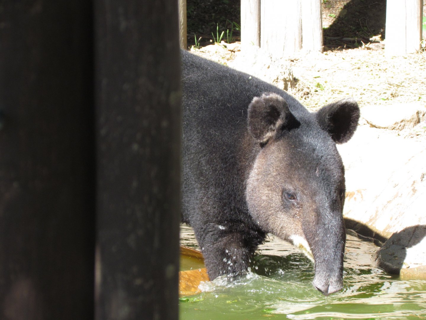 Mountain Tapir