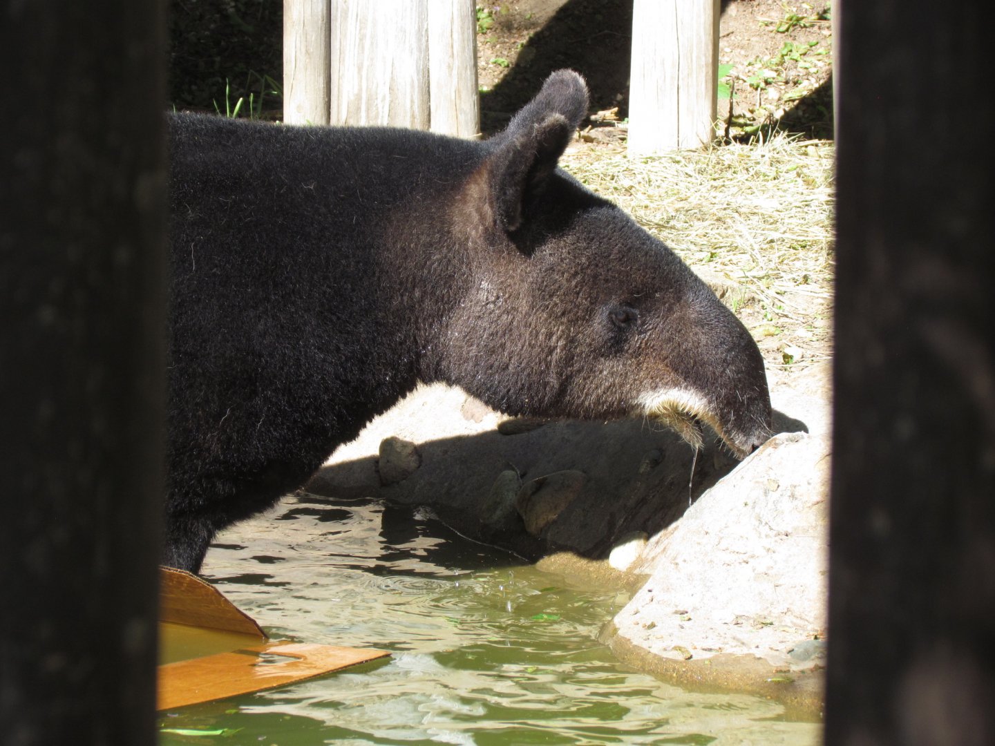 Mountain Tapir