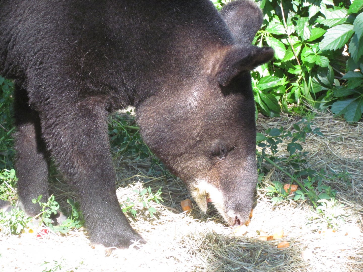 Mountain Tapir