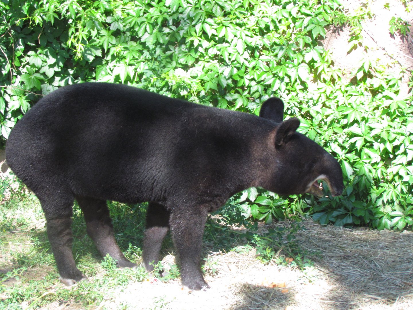 Mountain Tapir