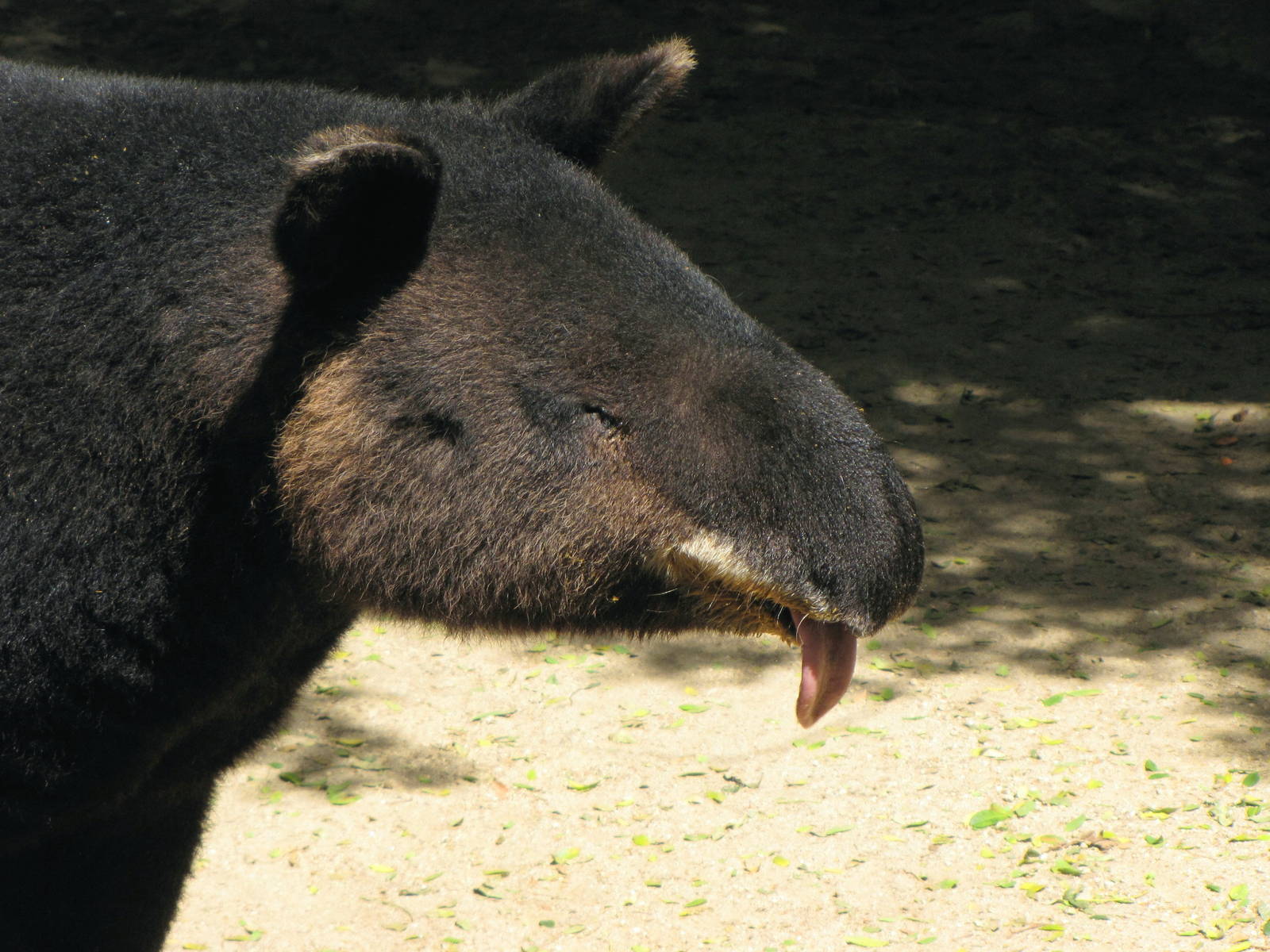Mountain Tapir