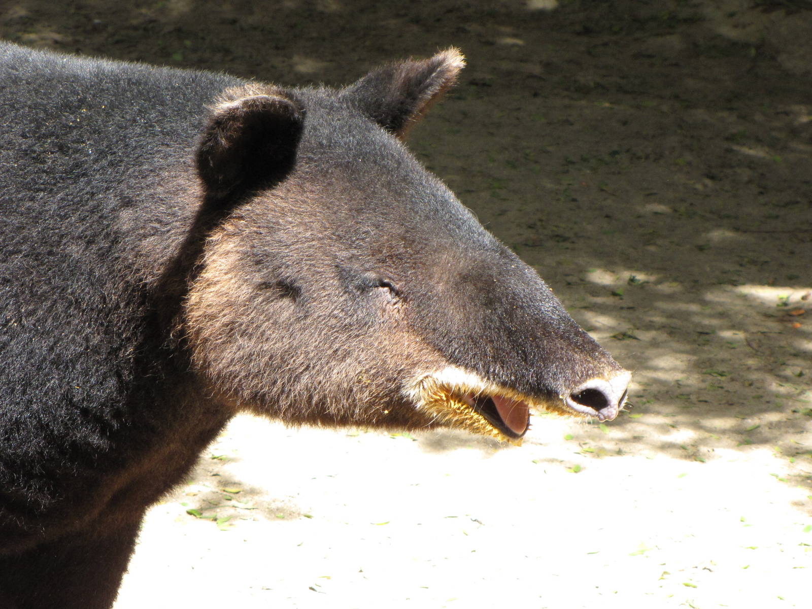 Mountain Tapir