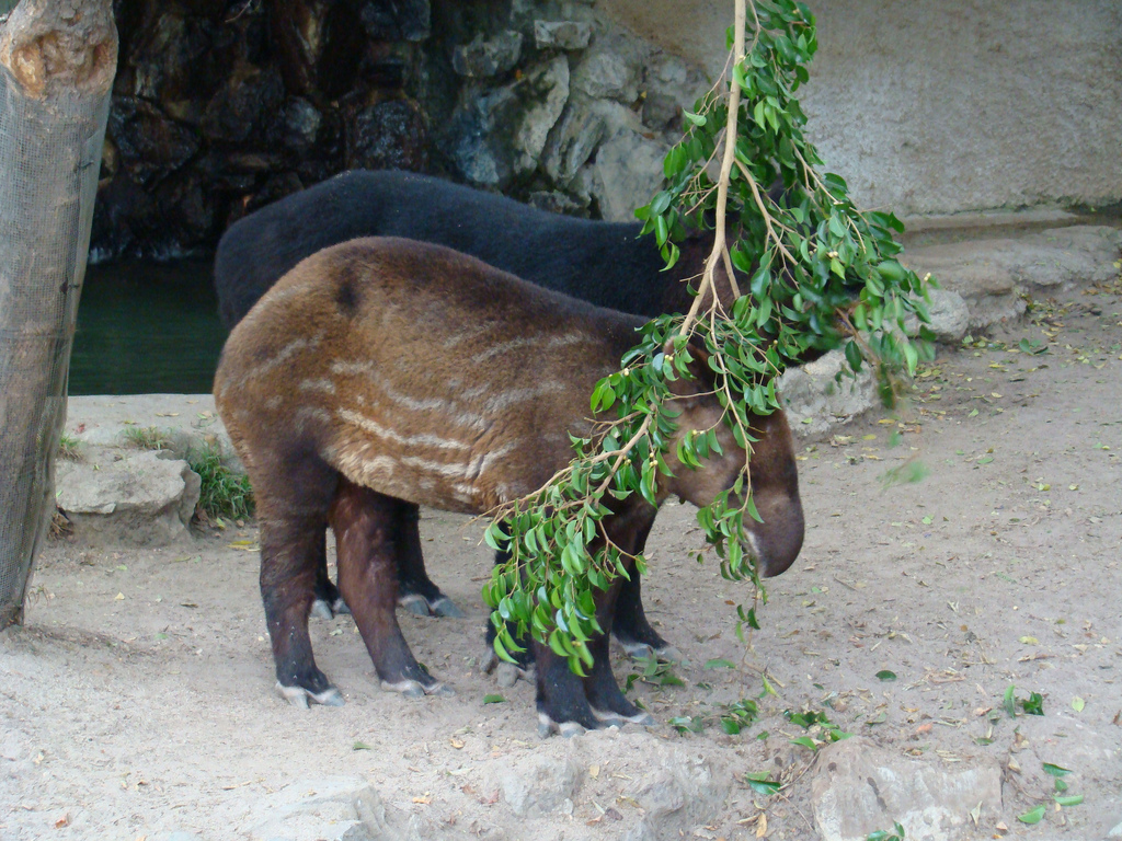 Mountain Tapirs at the Los Angeles Zoo