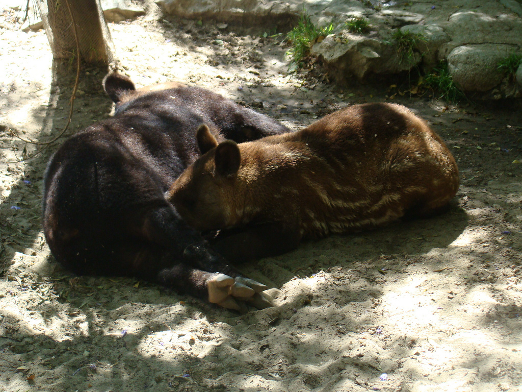 Mountain Tapirs at the Los Angeles Zoo