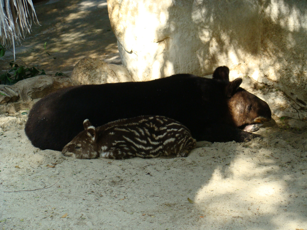 Mountain Tapirs at the Los Angeles Zoo