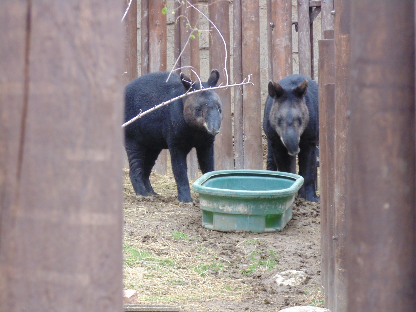 Mountain Tapirs May 2017