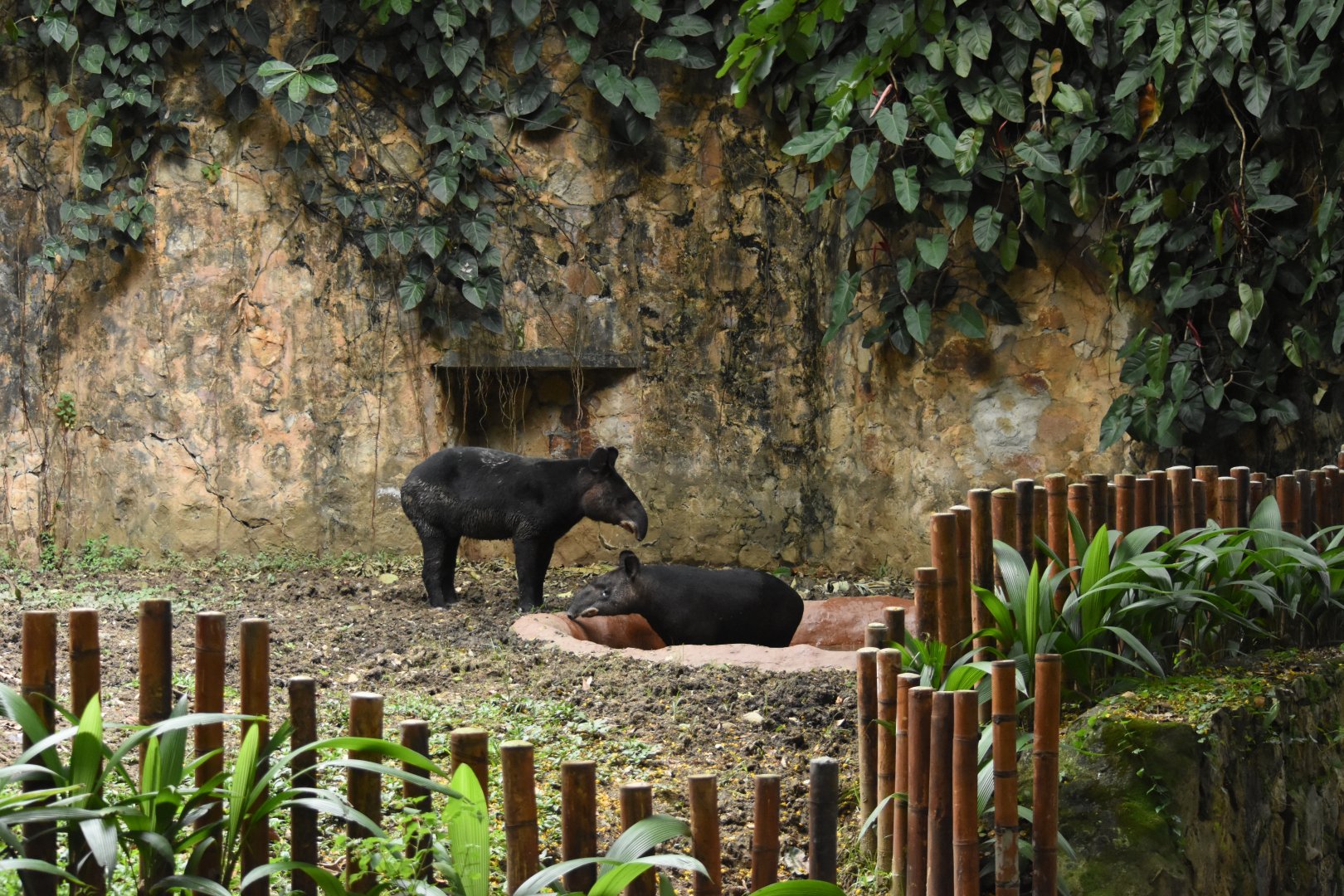 Mountain tapirs (Tapirus pinchaque)