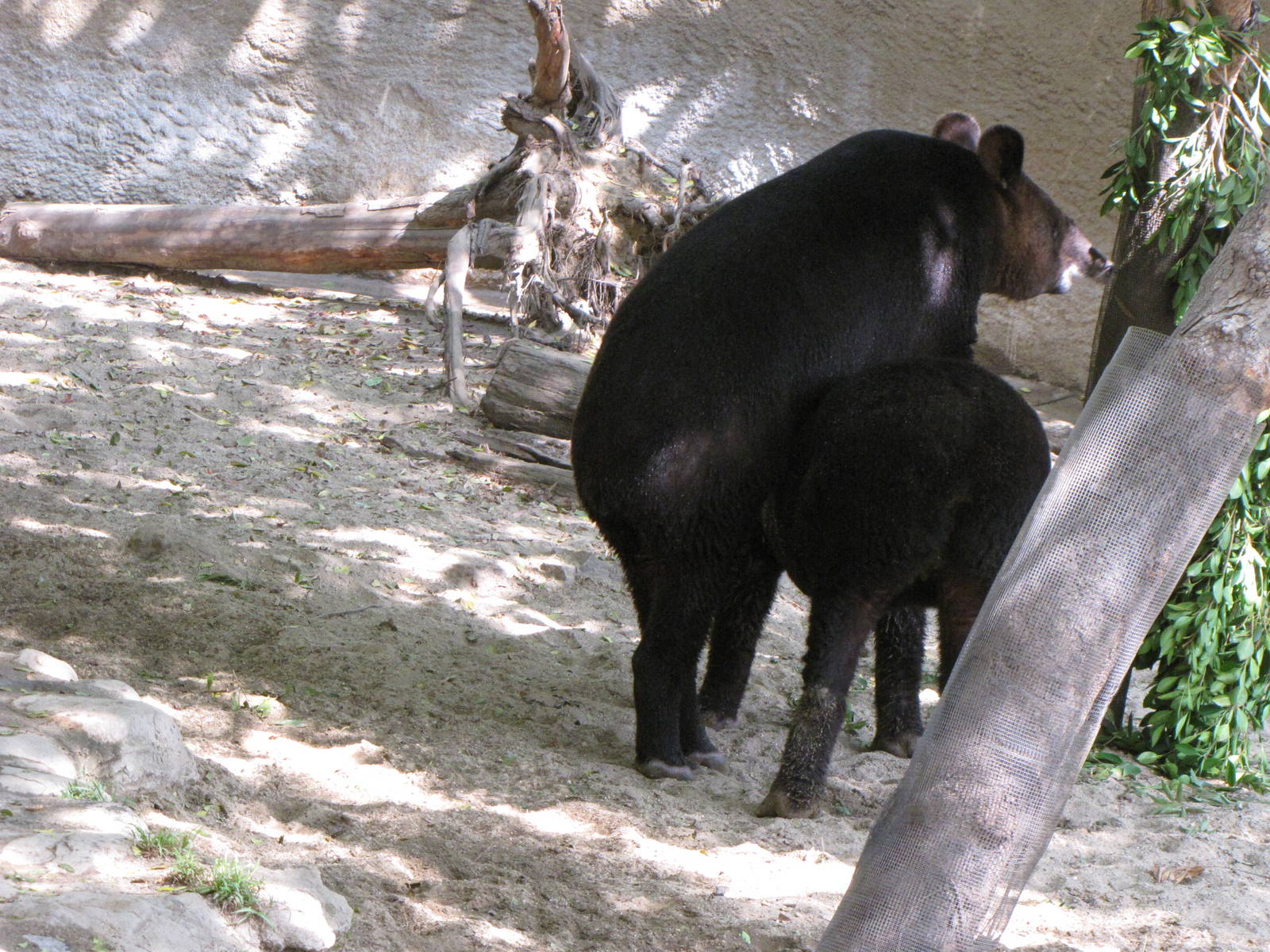 Mountain Tapirs