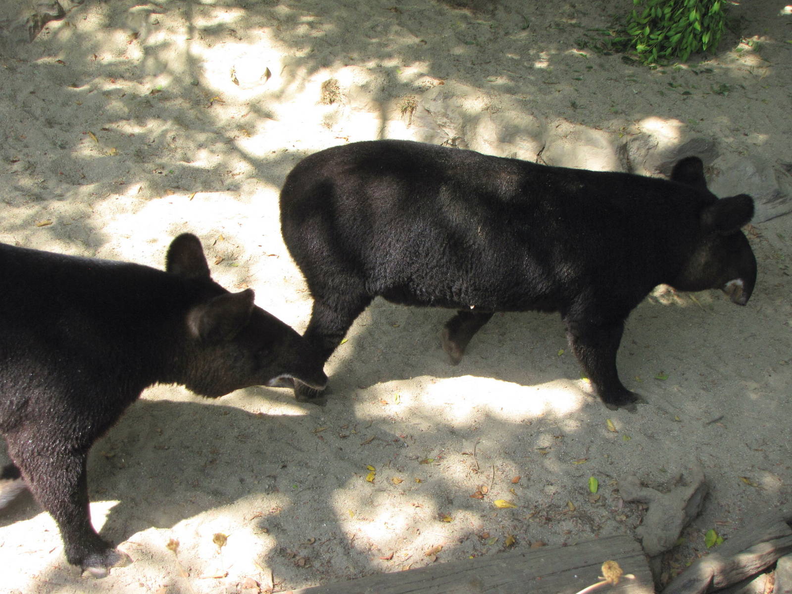 Mountain Tapirs